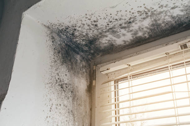 Affordable Mold Remediation solutions in Franklinton, NC